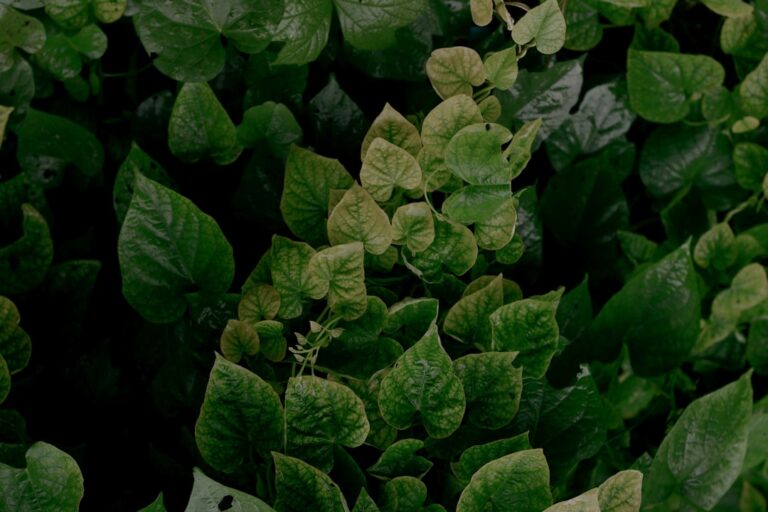 Domowe pesto z bazylii – jak zrobić aromatyczny sos?